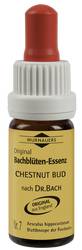 BACHBLTEN Murnauer Chestnut Bud Tropfen